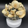 Albino Stargazer Mushroom, Buy Albino Stargazer Chocolate Bars, Mushroom available for sale, Albino Shrooms for sale, Buy Albino Shrooms in stock