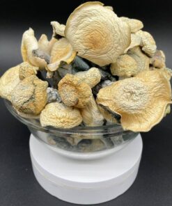 Albino Stargazer Mushroom, Buy Albino Stargazer Chocolate Bars, Mushroom available for sale, Albino Shrooms for sale, Buy Albino Shrooms in stock