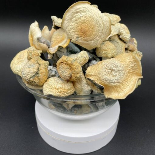 Albino Stargazer Mushroom, Buy Albino Stargazer Chocolate Bars, Mushroom available for sale, Albino Shrooms for sale, Buy Albino Shrooms in stock