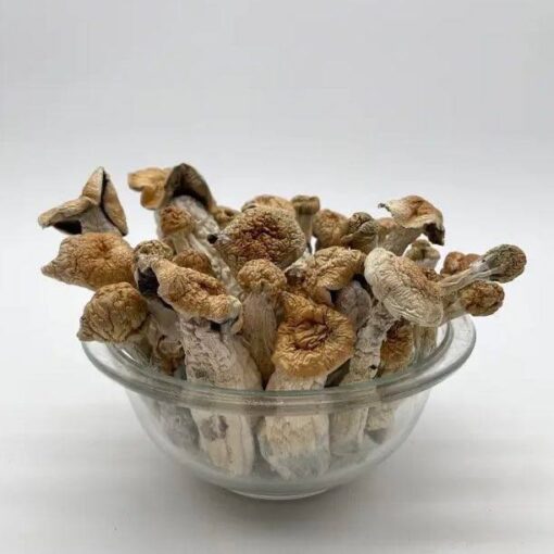 Penis Envy Mushroom