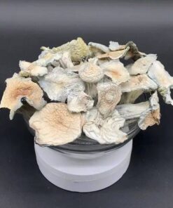 Albino Jack Frost Mushroom, Albino Jack Frost Mushrooms for sale, Albino Jack Frost for sale in stock, neau tropics chocolate, neautropics chocolate bars