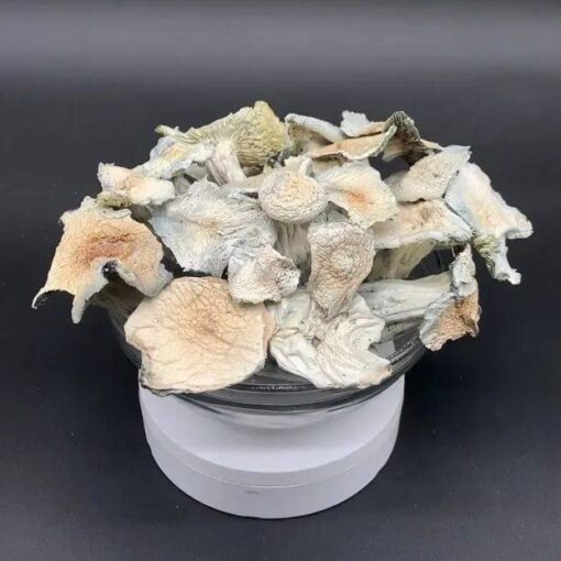Albino Jack Frost Mushroom, Albino Jack Frost Mushrooms for sale, Albino Jack Frost for sale in stock, neau tropics chocolate, neautropics chocolate bars