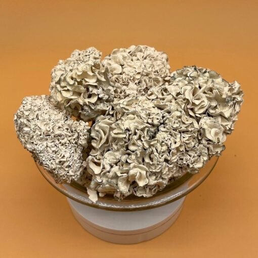 Enigma Mushroom For Sale, Buy Enigma for sale, Enigma shrooms for sale, Enigma shrooms available, Enigma shrooms near me, Trippy Flip Shroom Chocolate
